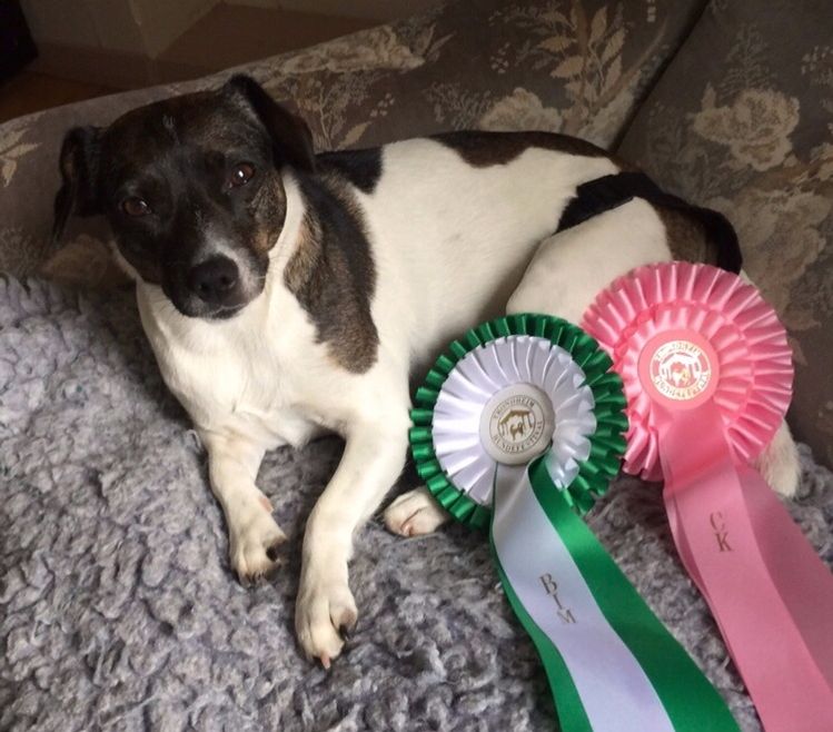 Exc.CHK 1.CHKK CK 1.BTK BIM Trondheim hundefestival, Selbu 26.08.18