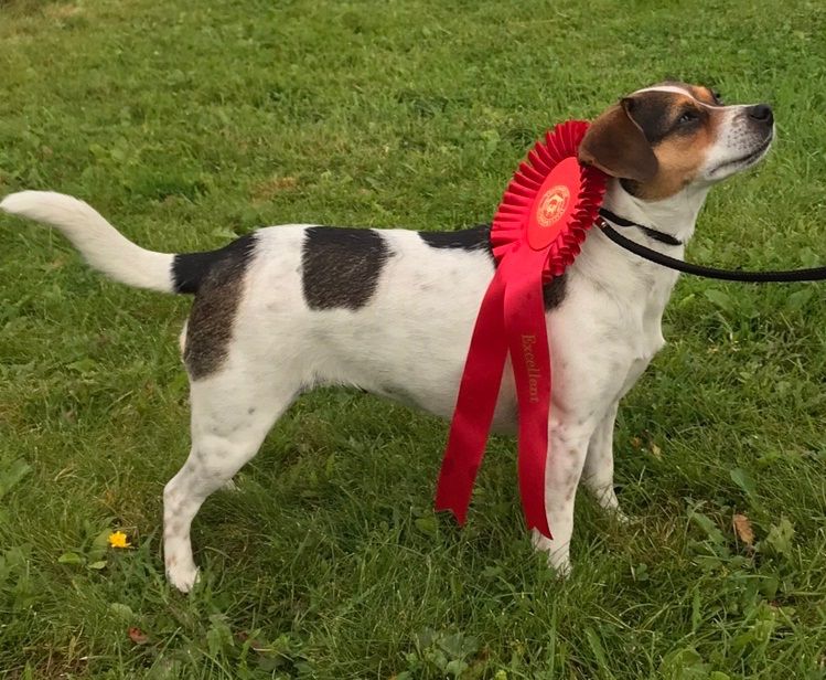  Exc.JK 1.JKK Trøndelag hundefestival, Selbu  24-25.8.2019