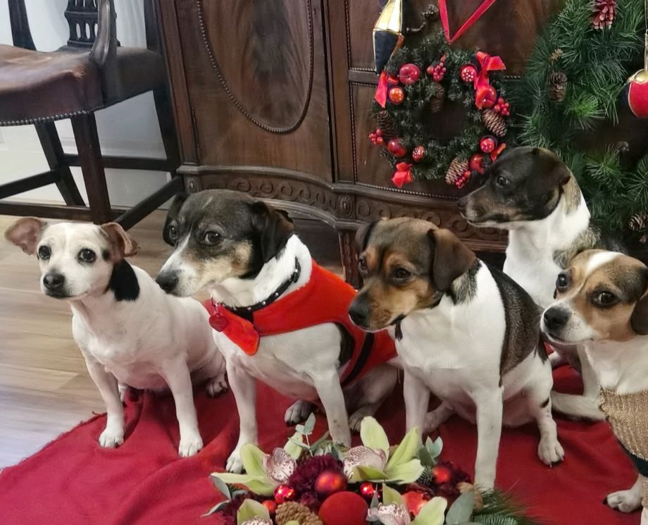 GOD JUL !     
Mira, Olga, Dania, Anna, Bela desember 2021