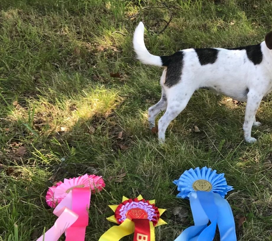 Exc.JK 1.JKK CK R CERT 2.BTK BIRjunior
Mosseutstillingen, Råde 27.07.2019