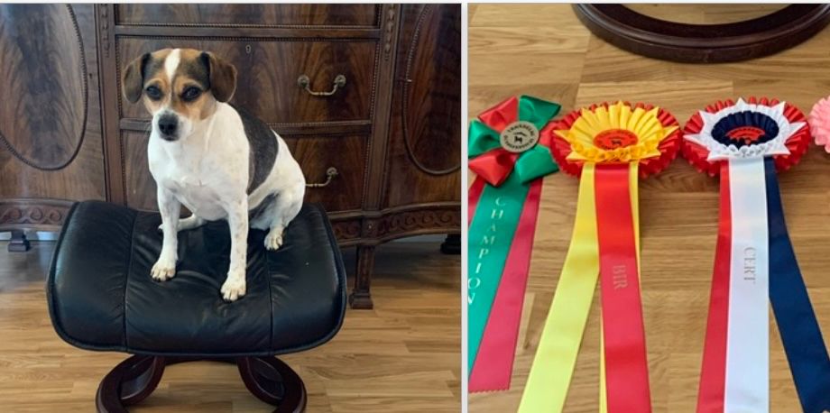 Exc.AK 1.AKK CK CERT 1. BTK BIR 
Trøndelag Hundefestival 27.08.2022.  
Dermed ble hun Norsk Utstillingschampion (N UCH).