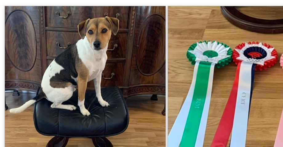 Exc.JK 1.JKK CK CERT 1.BHK BIM Trøndelag Hundefestival 27.08.2022