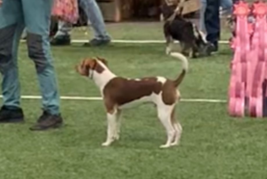 HP og BIM valp Trøndelag Hundefestival 28.08.2022