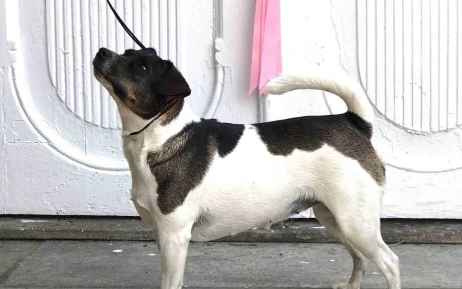 Exc.CHK 2.CHKK CK  Moss og Omegn Hundeklubb, Råde 28.07,2018