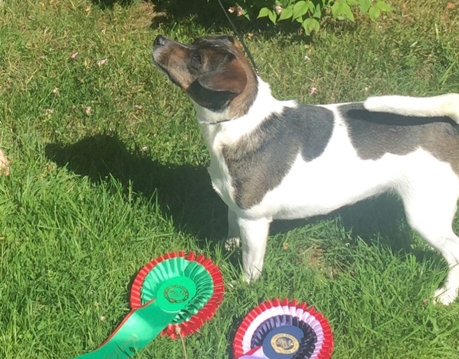 Exc.AK 1.AKK CK CERT 2.BTK NKK Trondheim 30.06.2018
Dermed ble hun Norsk Utstillingschampion (N UCH)